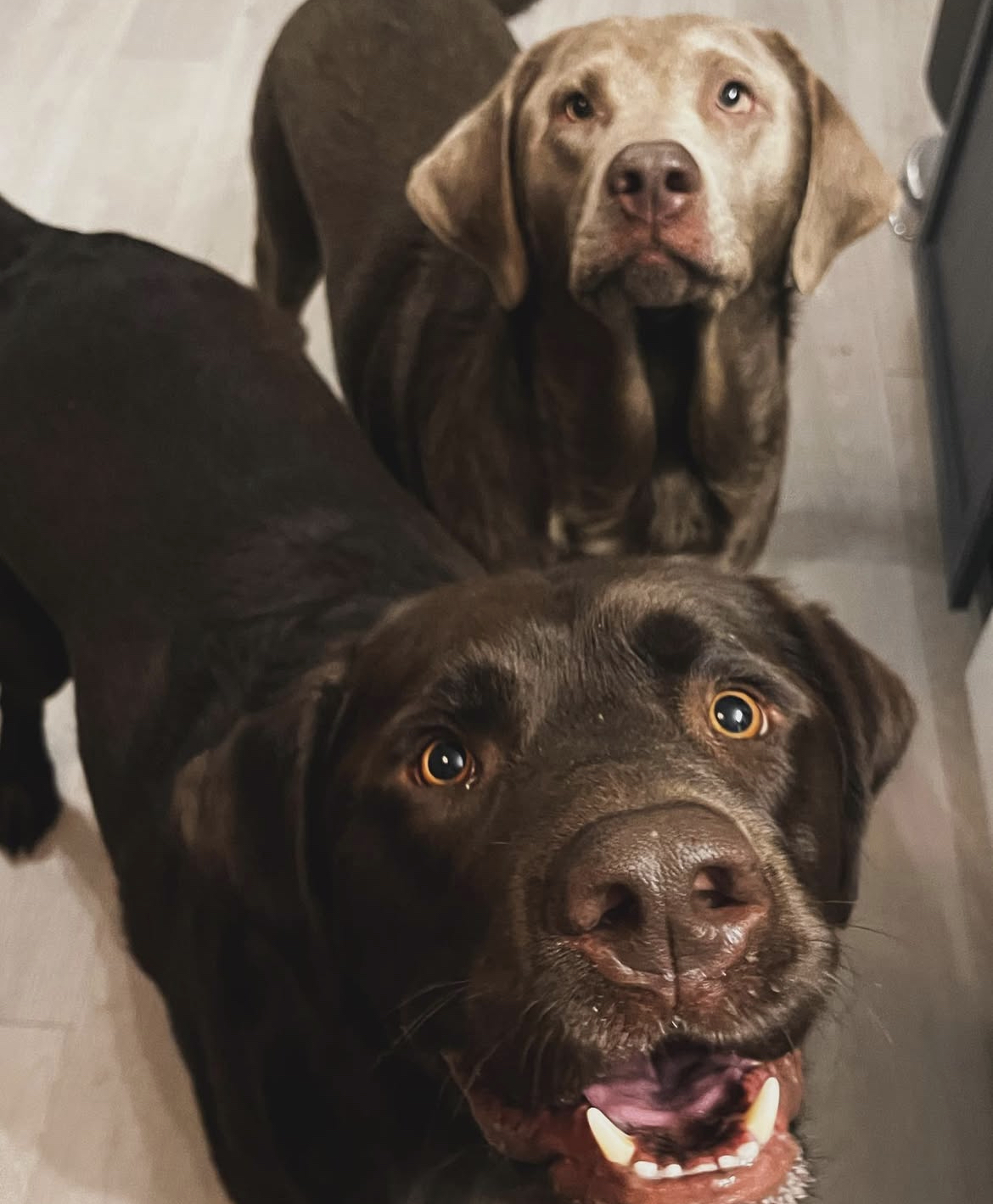 Pet cared for by Ohana for Vanessa