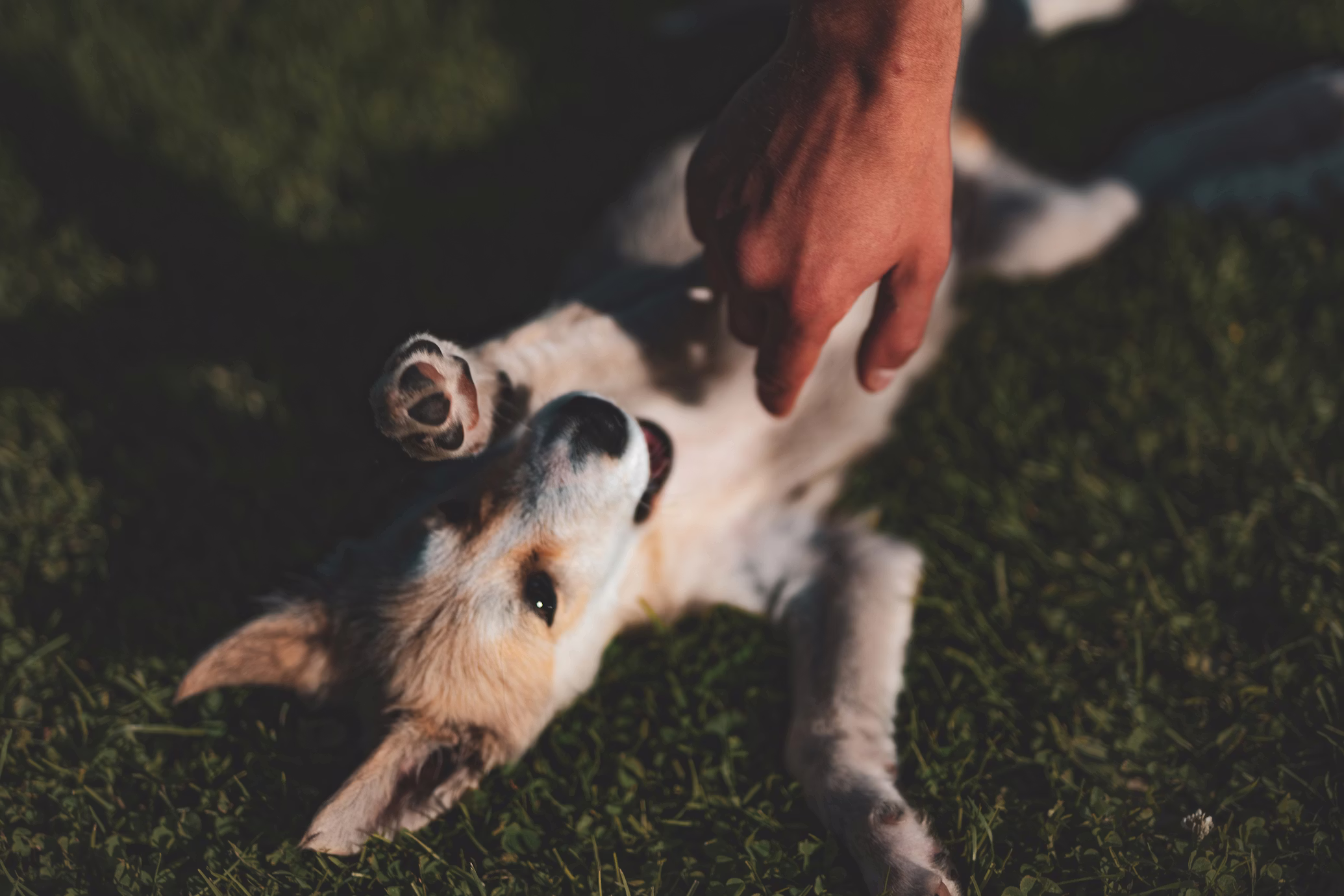 Pet Sitter opportunity at Ohana Pet Care