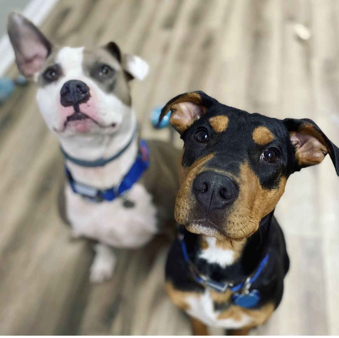Pet cared for by Ohana for Ariana
