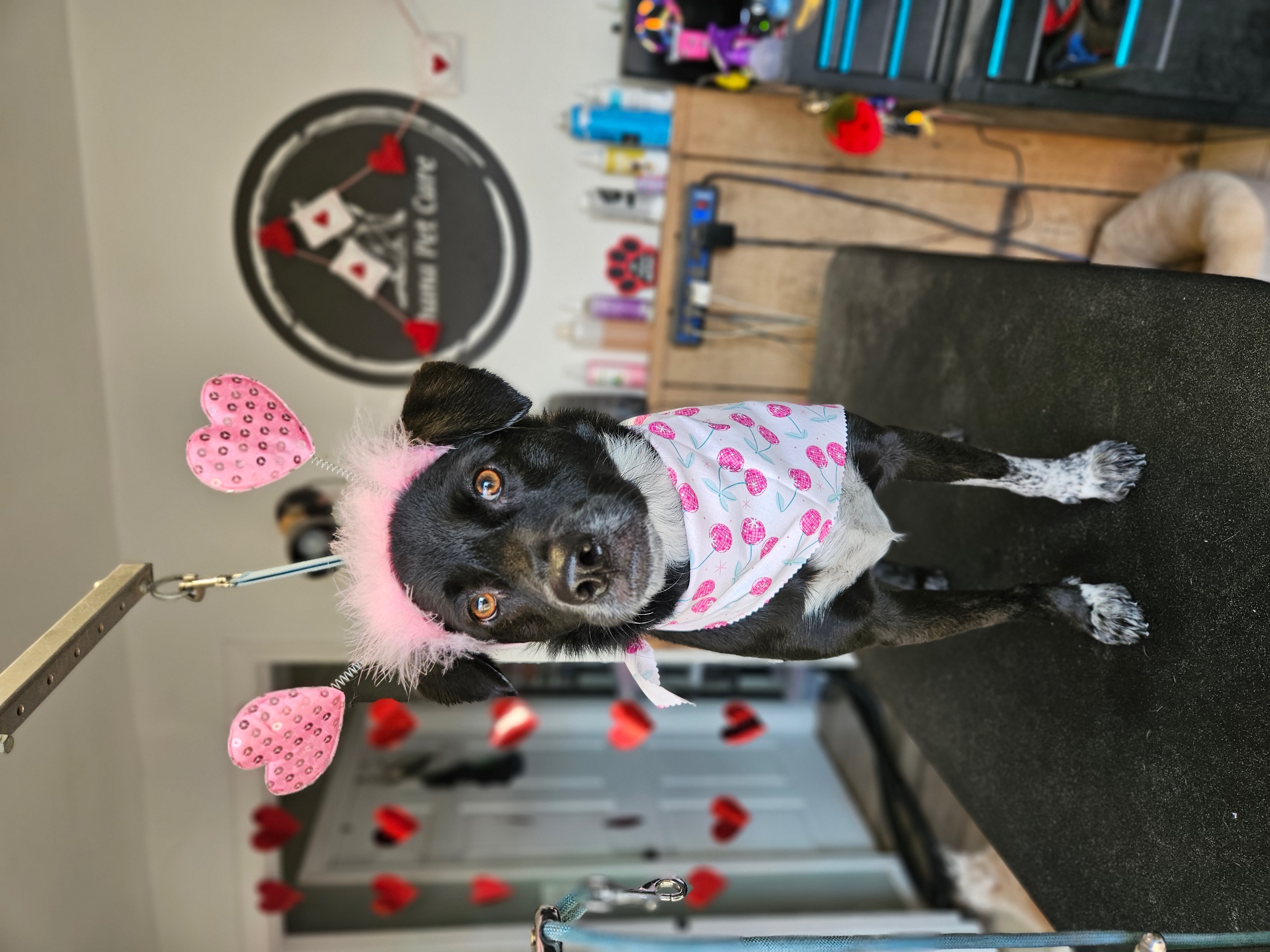 Pet cared for by Ohana for Anette