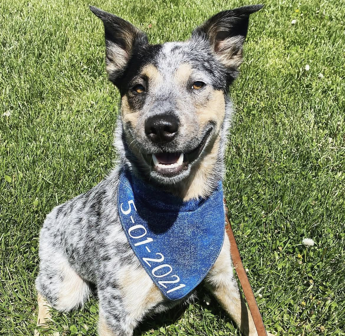 Pet cared for by Ohana for Christina