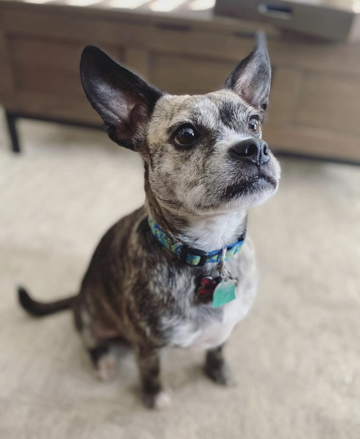 Pet cared for by Ohana for Melissa