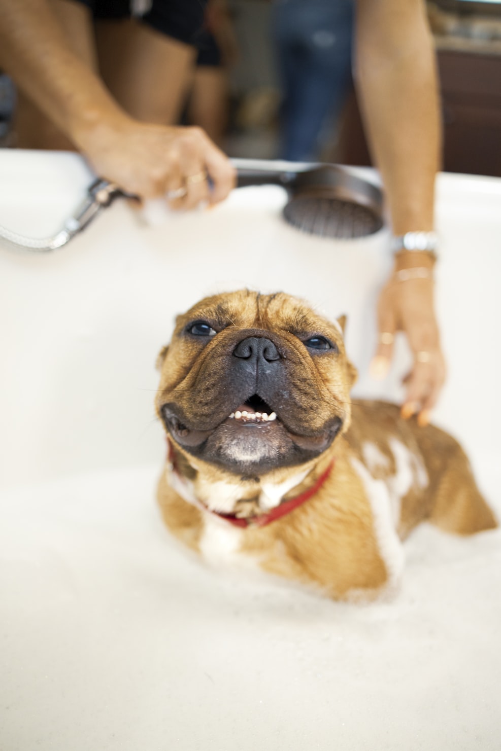Pet Groomer opportunity at Ohana Pet Care