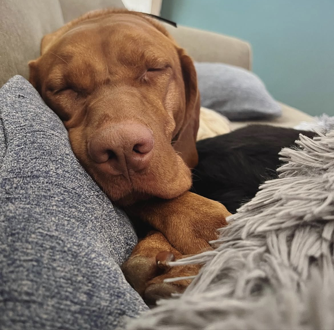 Pet cared for by Ohana for Xavier