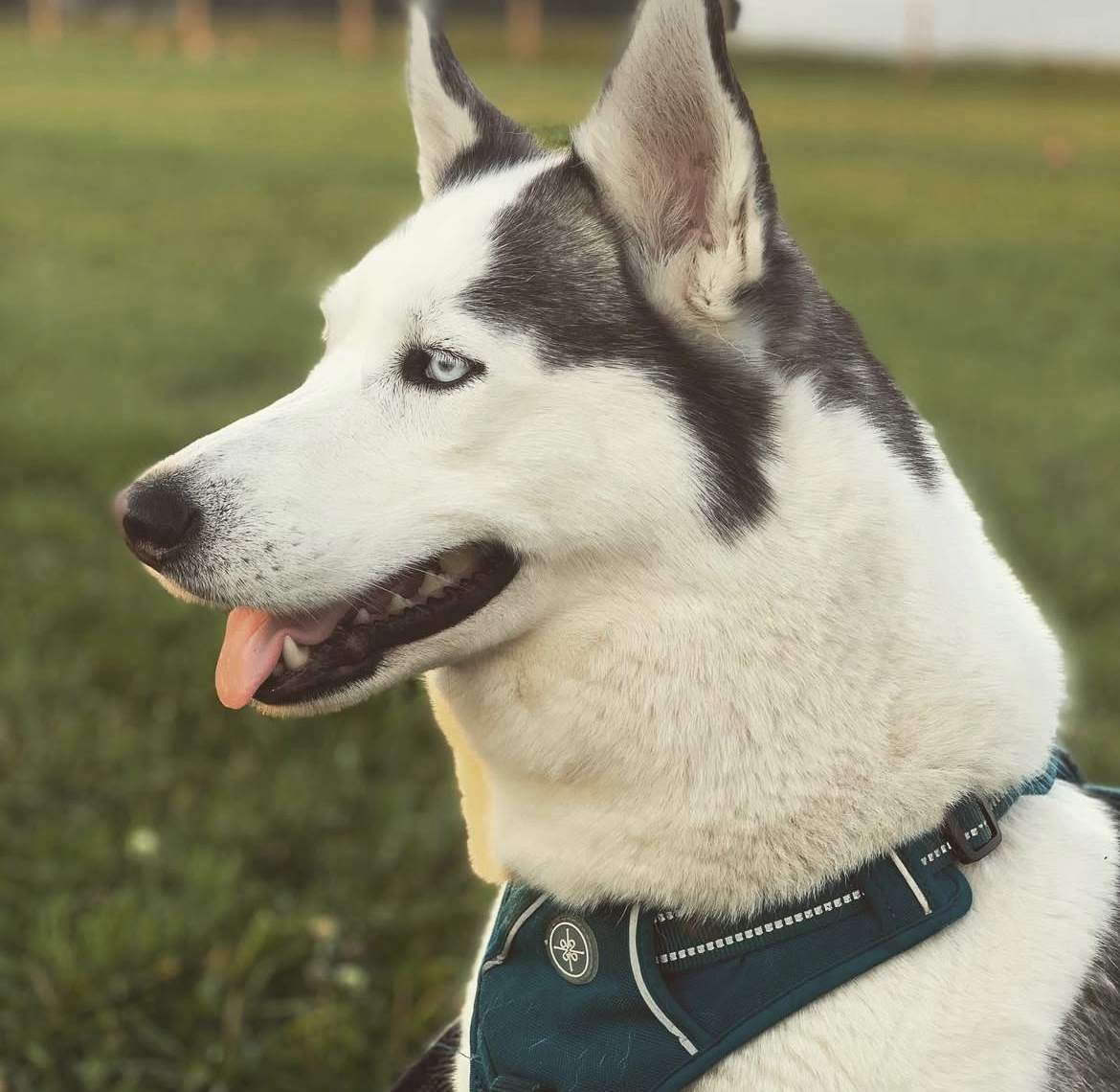 Pet cared for by Ohana for Dawn